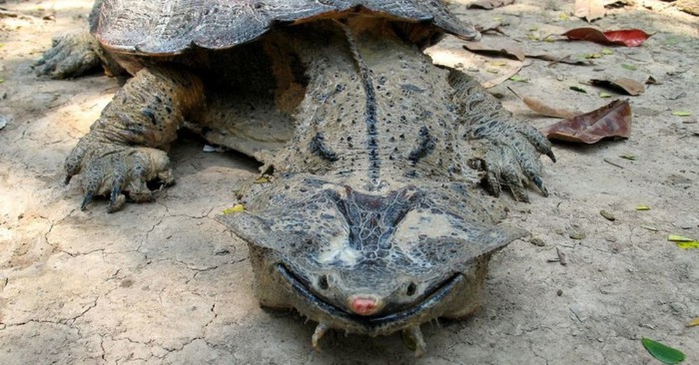 Vì sao loài rùa kỳ quặc luôn nở nụ cười trên môi? - Ảnh 6.
