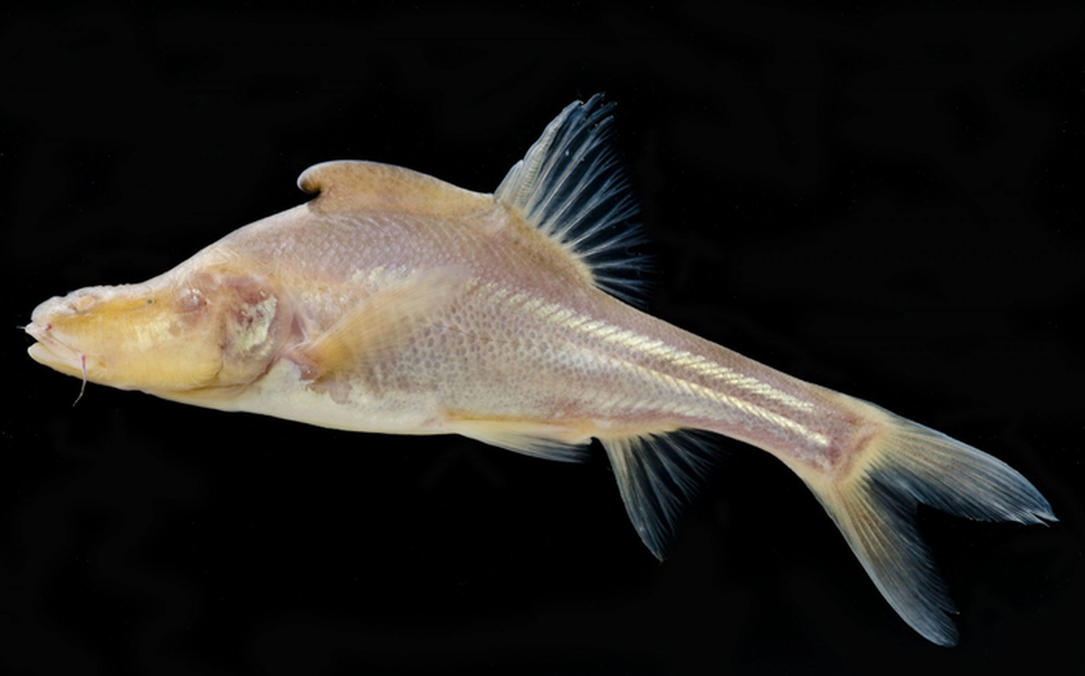 Phát hiện loài cá mới có cấu trúc giống sừng bí ẩn ở phía sau đầu - Ảnh 4.