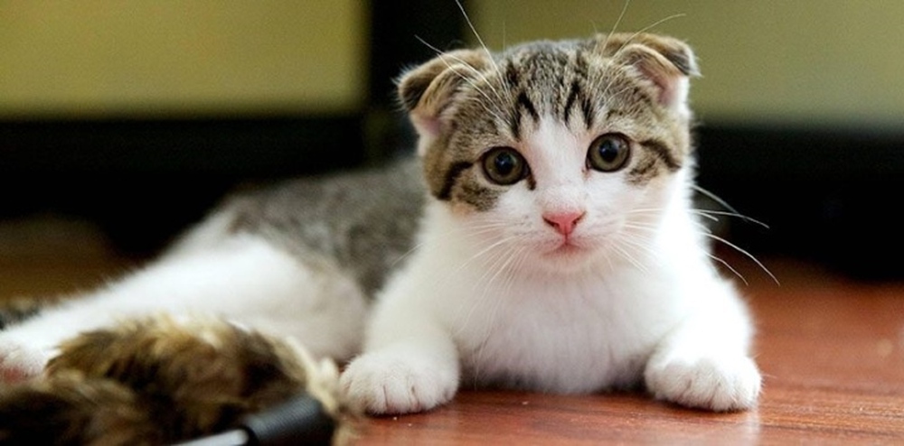 Năm Quý Mão, tìm hiểu 10 loại mèo đắt nhất thế giới - Ảnh 8.