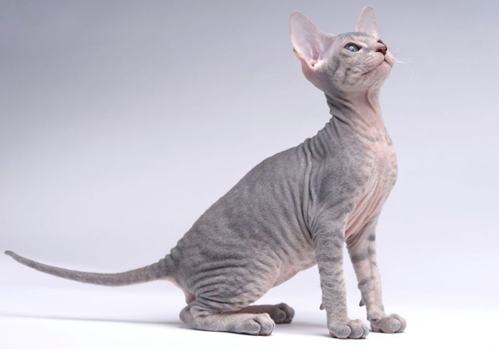 Năm Quý Mão, tìm hiểu 10 loại mèo đắt nhất thế giới - Ảnh 5.