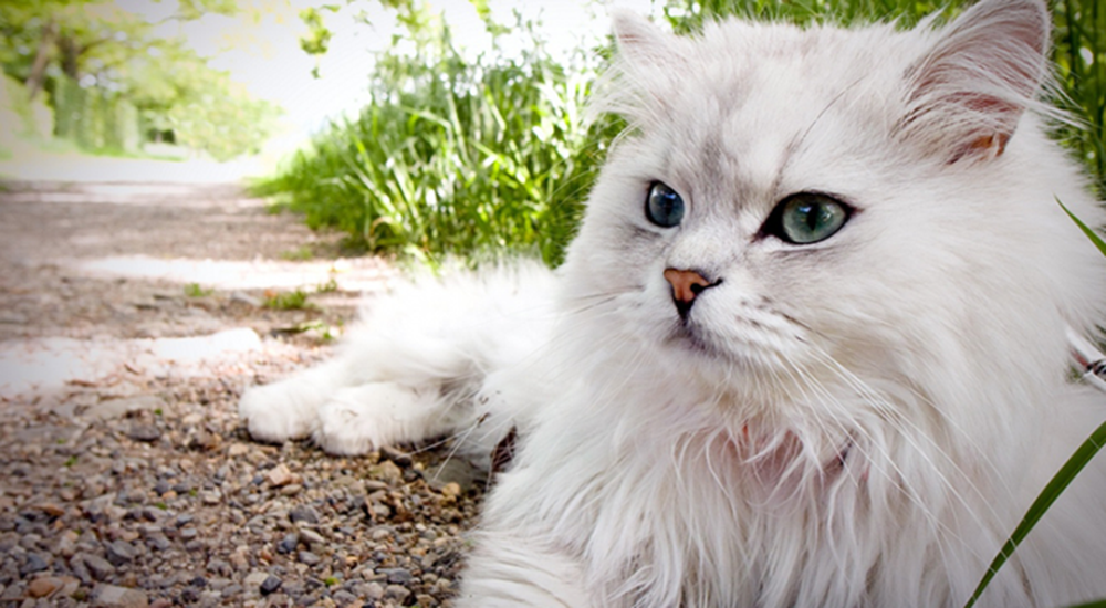 Năm Quý Mão, tìm hiểu 10 loại mèo đắt nhất thế giới - Ảnh 4.