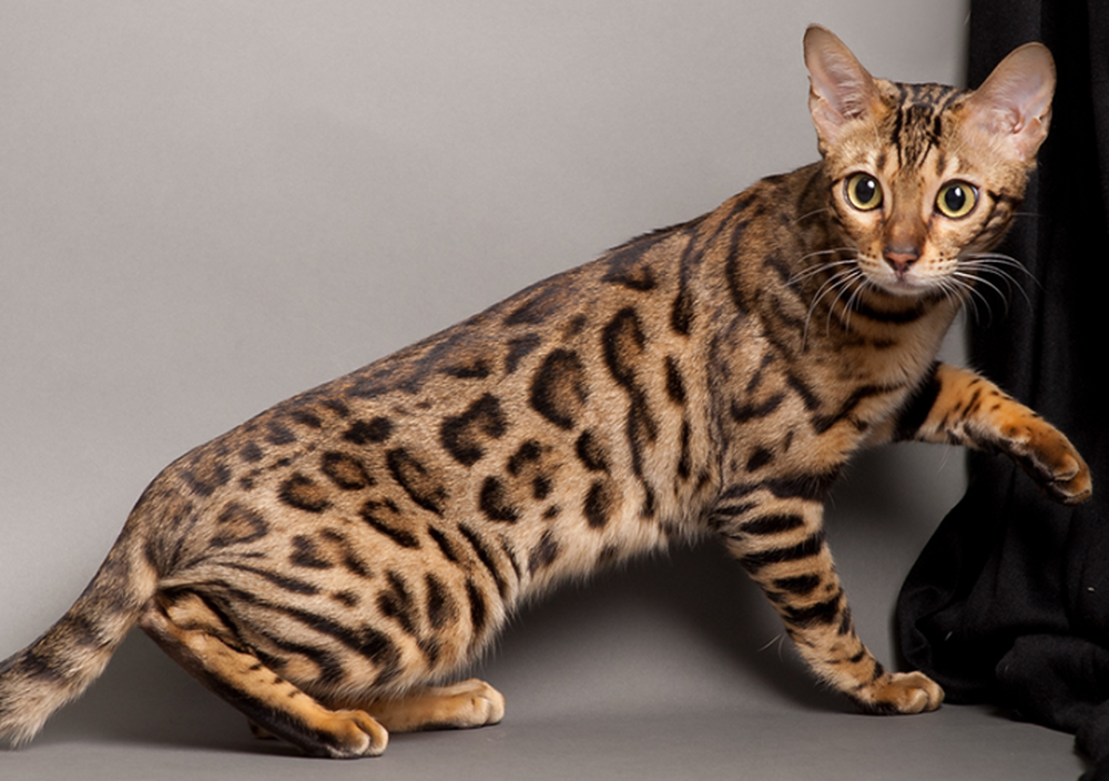 Năm Quý Mão, tìm hiểu 10 loại mèo đắt nhất thế giới - Ảnh 3.