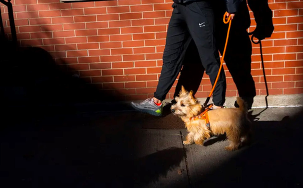 Việc nhẹ lương cao: Dắt chó đi dạo kiếm hơn 2 tỷ đồng/năm, chỉ làm việc 5 tiếng mỗi ngày