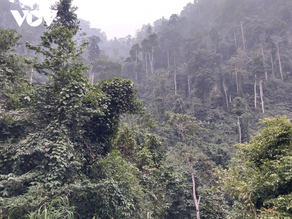 Bảo vệ phát triển rừng bền vững ở Na Hang, Tuyên Quang - Ảnh 1.