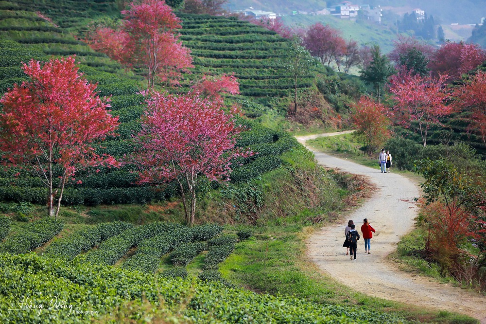 Đầu năm đi săn hoa nở tại các vùng núi xinh đẹp, toàn những loài hoa khiến dân tình chờ cả năm để được chụp hình - Ảnh 14.