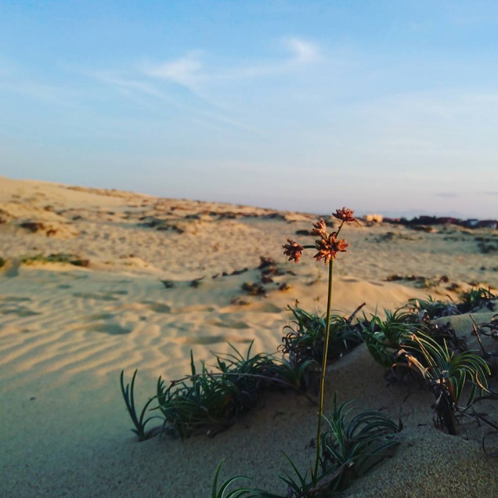 Trải nghiệm cảm giác lạc vào ‘sa mạc thu nhỏ’ với cồn cát xinh đẹp ở Quảng Bình - Ảnh 4.