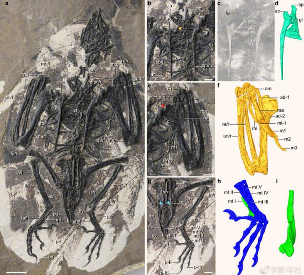 Trung Quốc: Chim mang đầu T-rex hiện nguyên hình từ cõi chết - Ảnh 3.