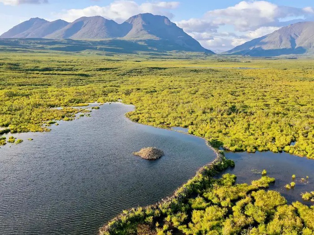 Vùng lãnh nguyên Alaska bị tàn phá như thể cháy rừng, nguyên nhân hóa ra lại từ một loài gặm nhấm - Ảnh 3.