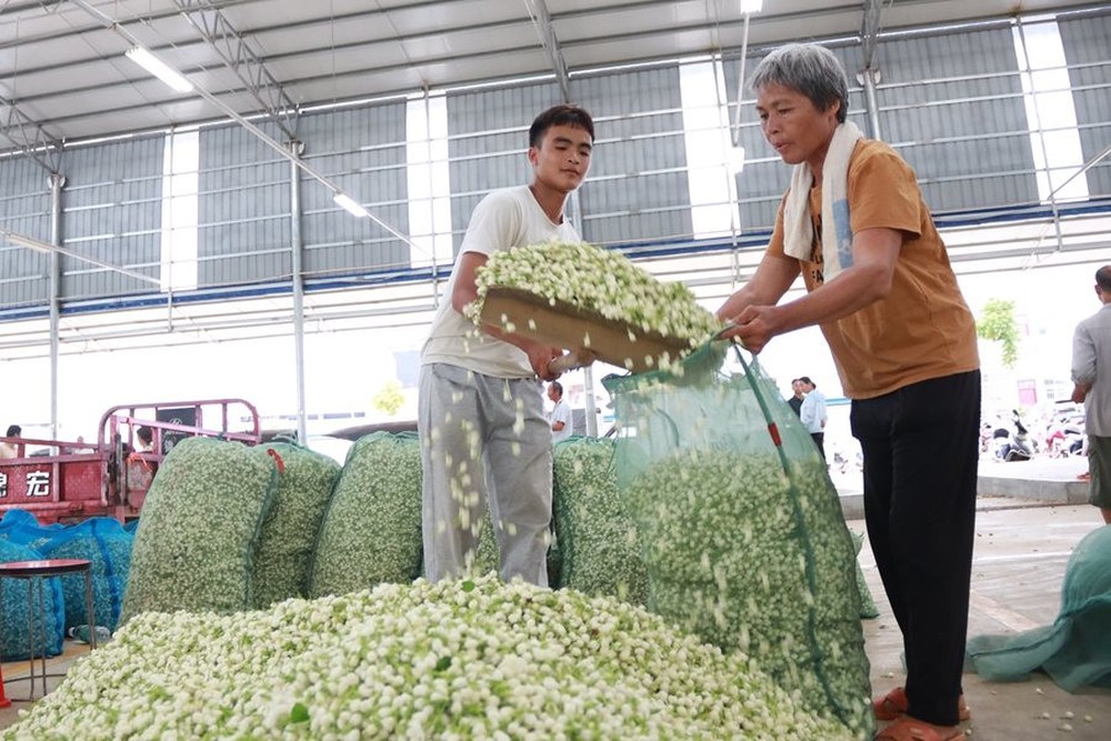 Bông hoa nhỏ trắng tinh khôi biến hình thành ngành công nghiệp nghìn tỷ ở Trung Quốc: Vươn lên từ thung lũng tỏa hương khắp thế giới - Ảnh 4.