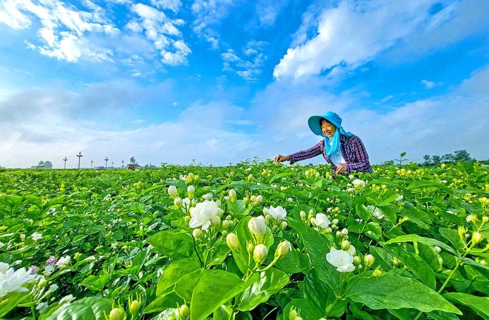 Bông hoa nhỏ trắng tinh khôi biến hình thành ngành công nghiệp nghìn tỷ ở Trung Quốc: Vươn lên từ thung lũng tỏa hương khắp thế giới - Ảnh 3.