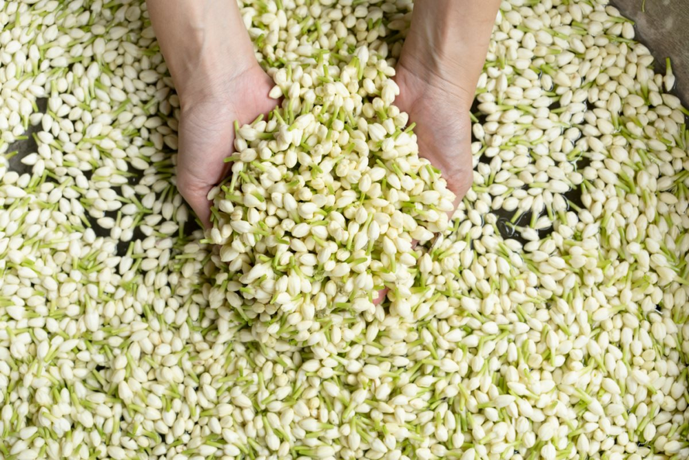 Bông hoa nhỏ trắng tinh khôi biến hình thành ngành công nghiệp nghìn tỷ ở Trung Quốc: Vươn lên từ thung lũng tỏa hương khắp thế giới - Ảnh 2.