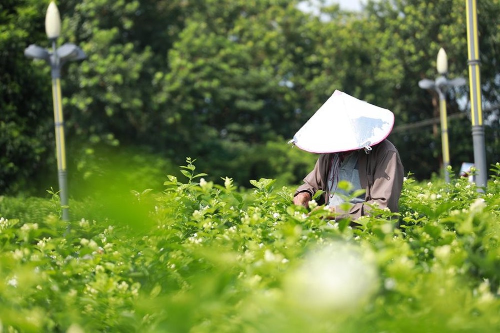 Bông hoa nhỏ trắng tinh khôi biến hình thành ngành công nghiệp nghìn tỷ ở Trung Quốc: Vươn lên từ thung lũng tỏa hương khắp thế giới - Ảnh 1.