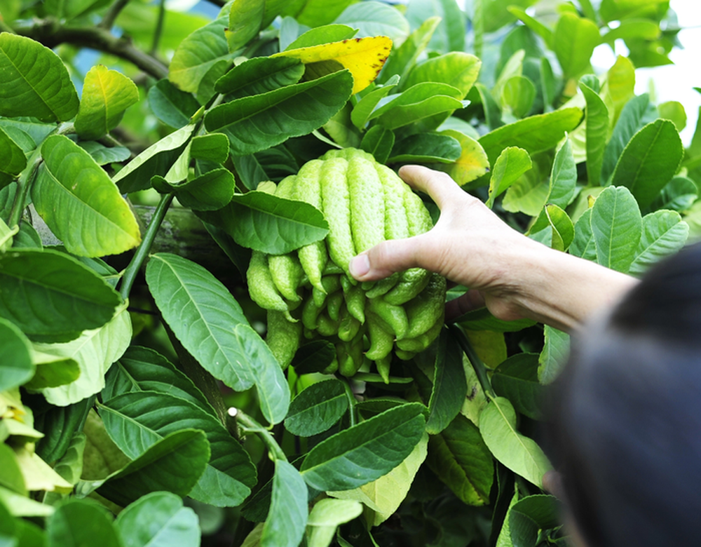 Loại quả thơm lừng trên mâm ngũ quả ngày Tết nhưng không phải ai cũng biết cách chọn - Ảnh 7.