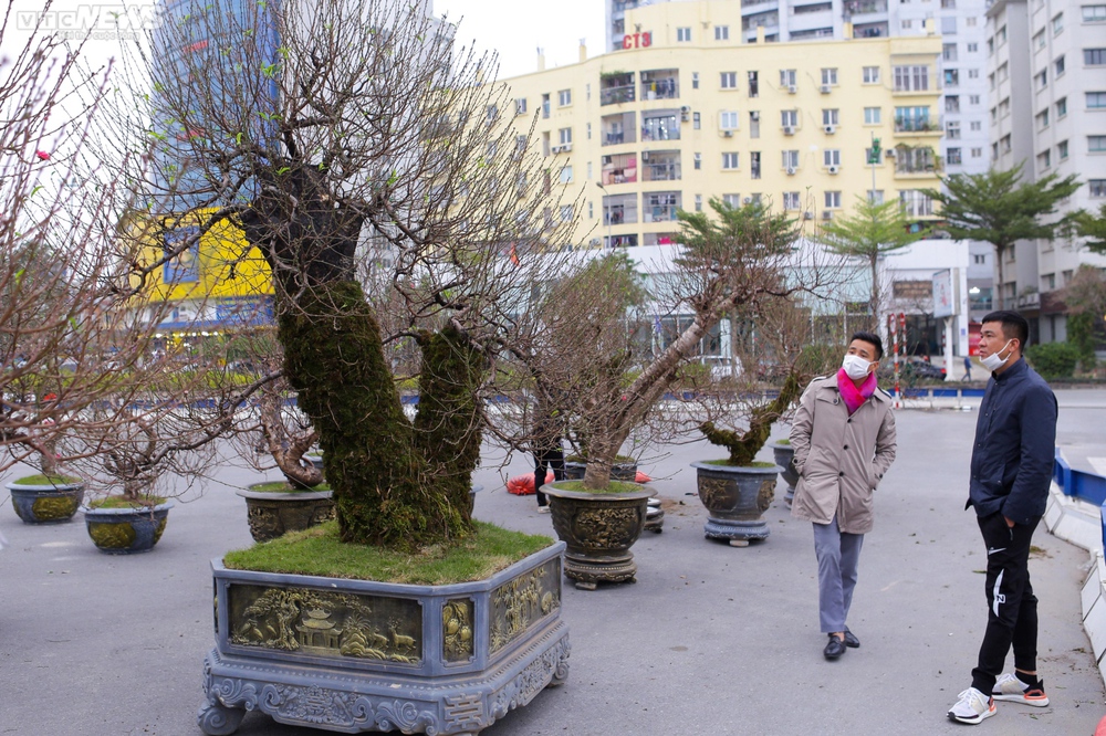 Đào cổ thụ xuống phố Hà Nội, giá trăm triệu đồng chờ đại gia rinh về chơi Tết - Ảnh 1.