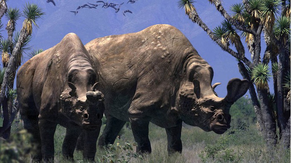 Embolotherium: Loài tê giác sở hữu chiếc sừng giống như loài bọ hung - Ảnh 5.