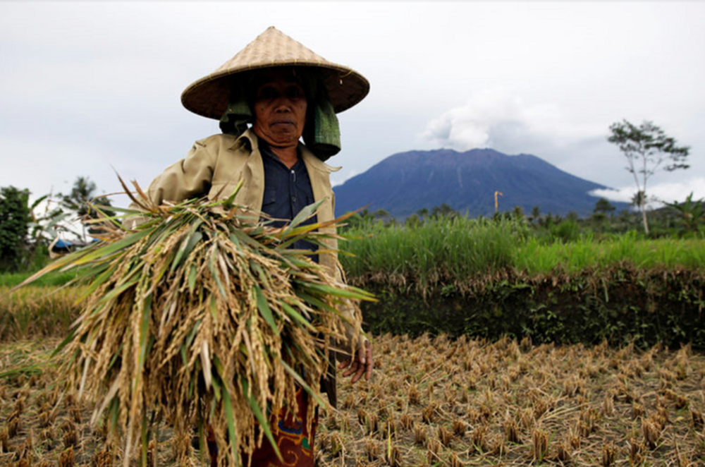 Indonesia muốn nhập 600.000 tấn gạo từ Việt Nam và Thái Lan - Ảnh 1.