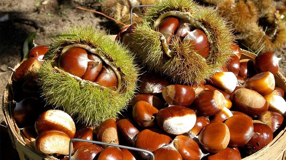 Vua của c&aacute;c loại quả kh&ocirc; ăn sống bổ thận, ăn ch&iacute;n bổ tỳ, c&ograve;n l&agrave; khắc tinh của ung thư, giảm cholesterol hiệu quả - Ảnh 1.