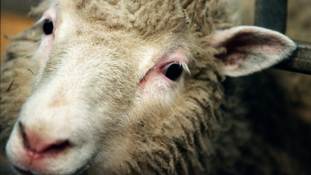 Chuyện gì đã xảy ra với cừu Dolly và bản sao của nó? - Ảnh 1.