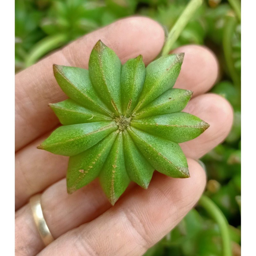 Việt Nam đang có cơ hội làm giàu từ các ‘sản vật trời ban’, một đặc sản kiếm ‘sương sương’ 276 triệu USD trong một năm - Ảnh 1.