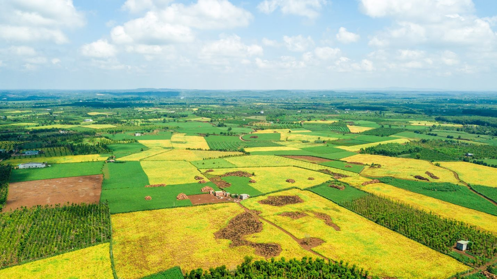 Một loại hạt giàu dinh dưỡng được ví như “thịt không xương”: Ở Việt Nam có một thương hiệu quốc gia, nỗ lực hơn 1 thập kỷ để phát triển bền vững vùng nguyên liệu - Ảnh 2.