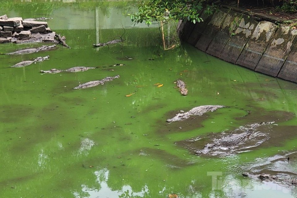 Kiên Giang: Rút cạn nước khu nuôi cá sấu, phát hiện sổng 8 con ra công viên - Ảnh 5.