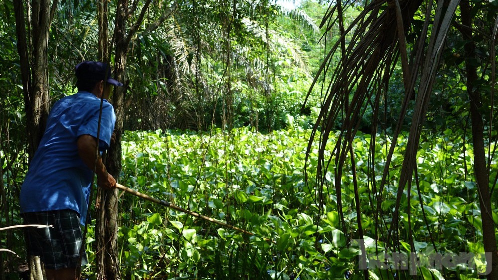 Kiên Giang: Rút cạn nước khu nuôi cá sấu, phát hiện sổng 8 con ra công viên - Ảnh 3.
