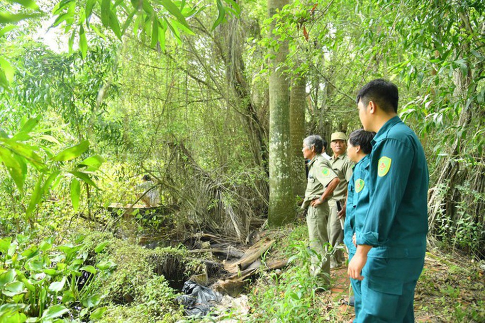 Chưa tìm được 6 cá sấu sổng chuồng ở Kiên Giang - Ảnh 3.