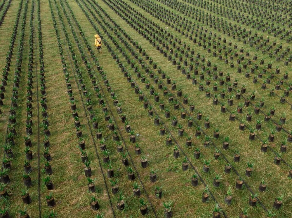 Chiếm lĩnh gần hết thị trường toàn cầu, hai quốc gia Đông Nam Á đang làm cả thế giới lo lắng vì những cây cọ già - Ảnh 9.