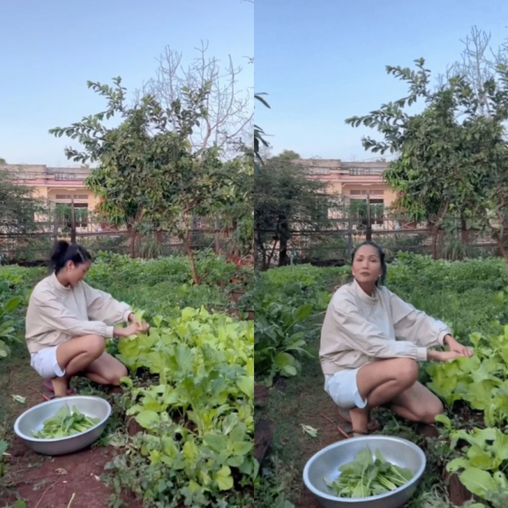 Vườn rau xanh mướt ở quê nhà của HHen Niê: Bắp cải, cà chua, đậu đũa... chen chúc, cứ bước ra là có đồ ăn - Ảnh 3.