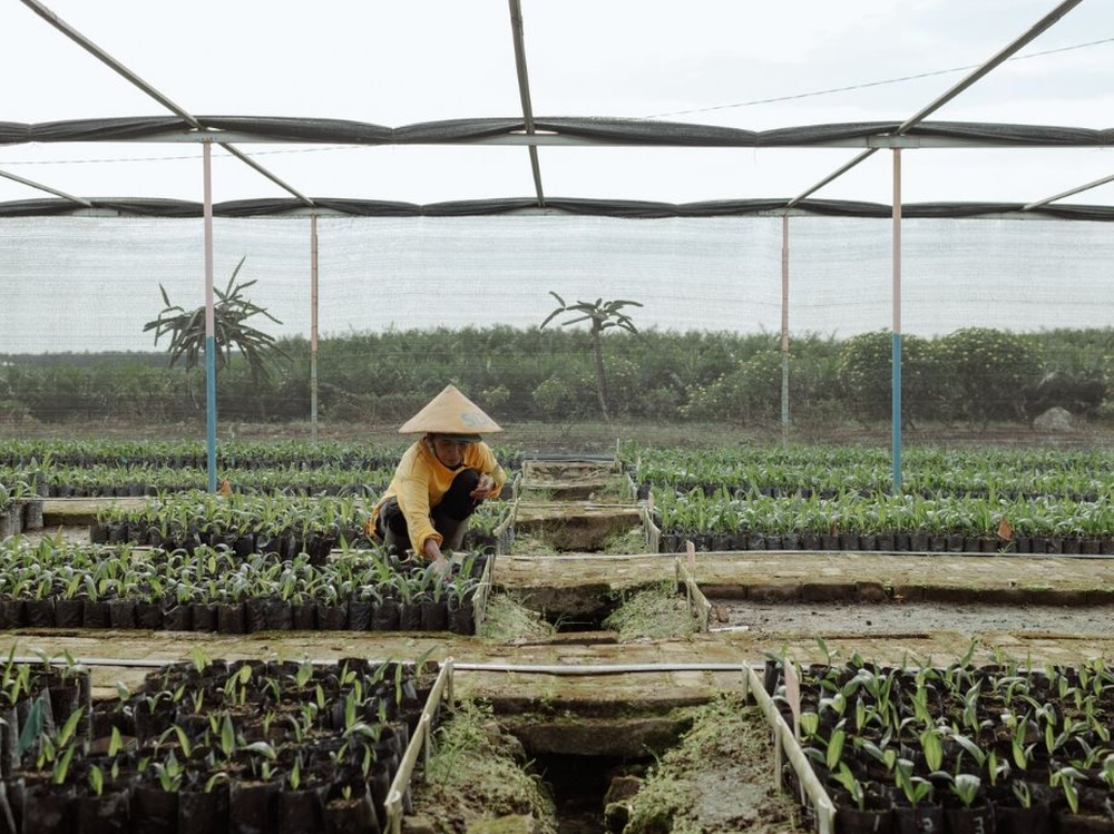 Chiếm lĩnh gần hết thị trường toàn cầu, hai quốc gia Đông Nam Á đang làm cả thế giới lo lắng vì những cây cọ già - Ảnh 8.