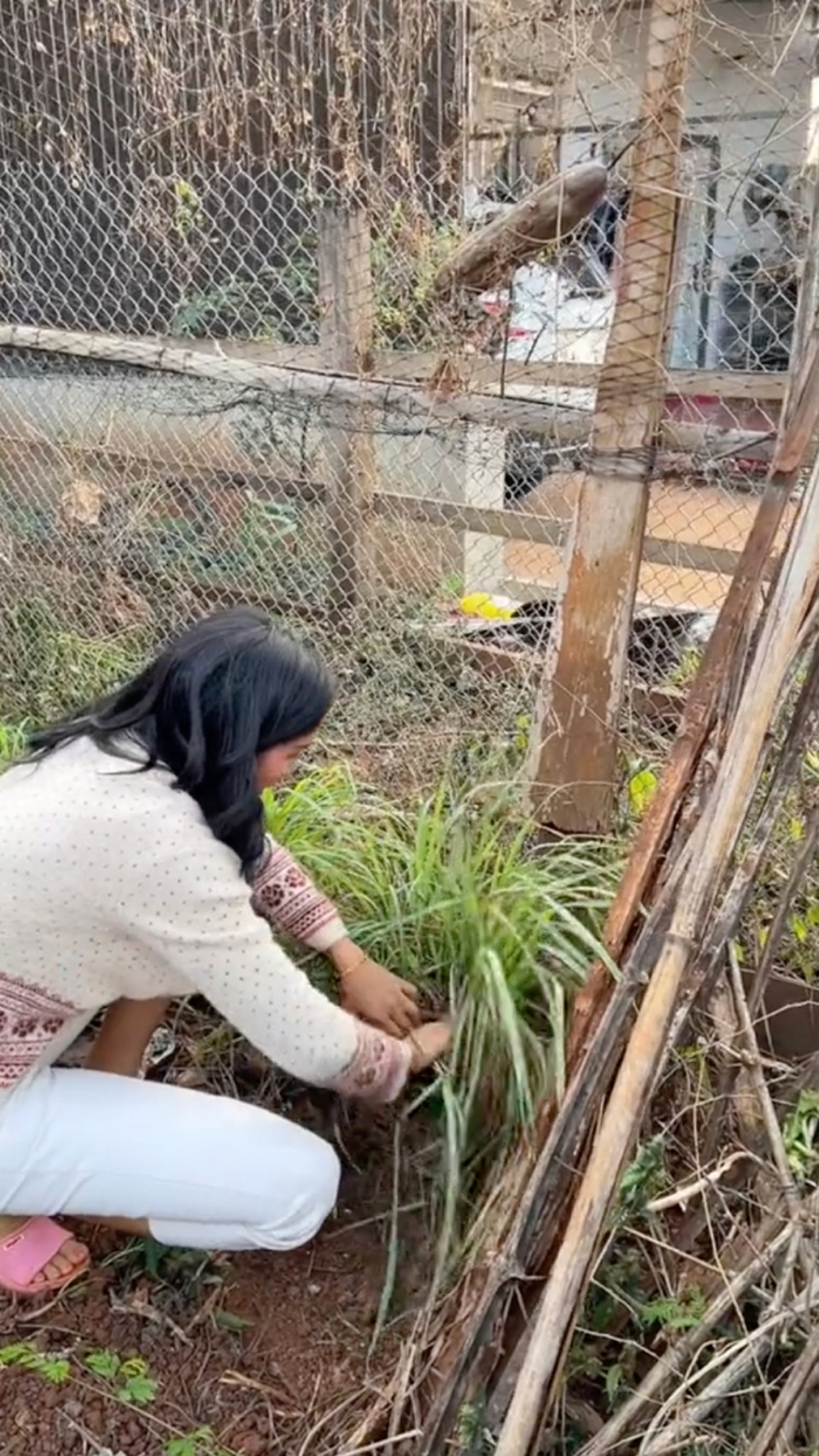 Vườn rau xanh mướt ở quê nhà của HHen Niê: Bắp cải, cà chua, đậu đũa... chen chúc, cứ bước ra là có đồ ăn - Ảnh 4.