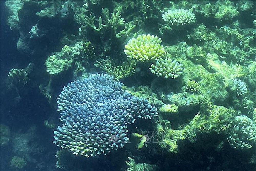Sao biển gai đe dọa sự tồn tại của san hô khi đại dương ấm lên - Ảnh 1.