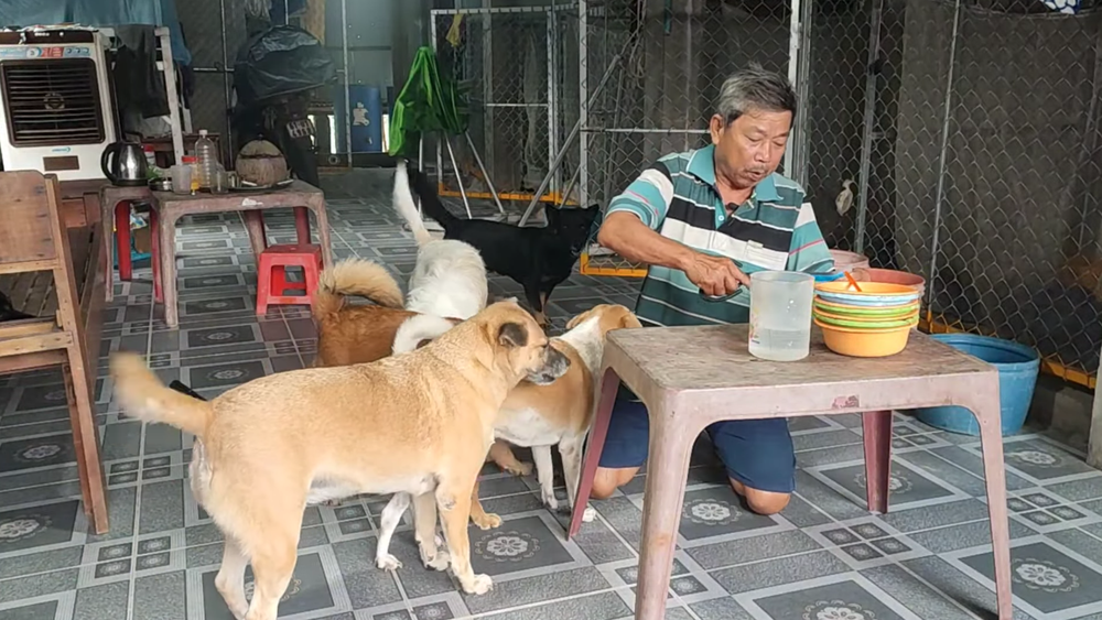 Độc lạ 5 chú chó chia ca bán vé số phụ chủ ở miền Tây - Ảnh 5.