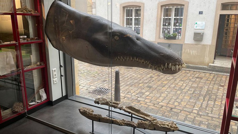 Lộ diện chúa tể đại dương kỷ Jura có thân hình dài 6 m - Ảnh 1.