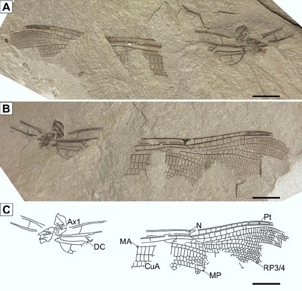 Anh: Phát hiện hóa thạch chuồn chuồn 200 triệu tuổi y hệt loài hiện đại - Ảnh 1.