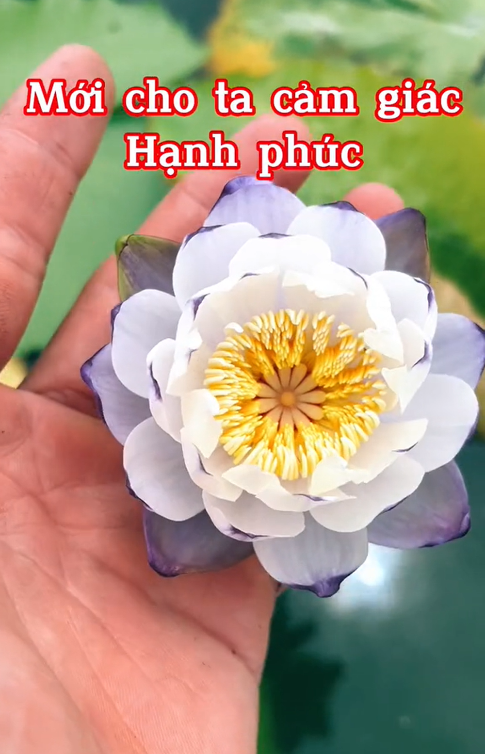 Chàng trai đem hết 50 triệu tiền lương đi trồng hoa súng: Chân bỏng rộp vẫn ‘thưởng hoa uống trà’
