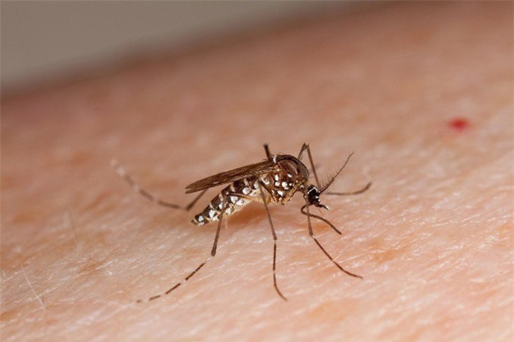 Đuổi muỗi trong nhà, tránh sốt xuất huyết bằng vài thứ có sẵn trong nhà - Ảnh 1.