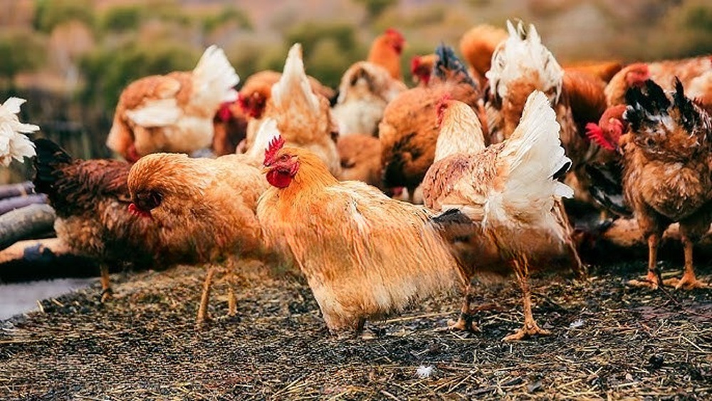 Trung Quốc huy động gấp gần 3 triệu con gà để tiêu diệt loài côn trùng gây thiệt hại 100 tỷ đồng mỗi năm - Ảnh 9.