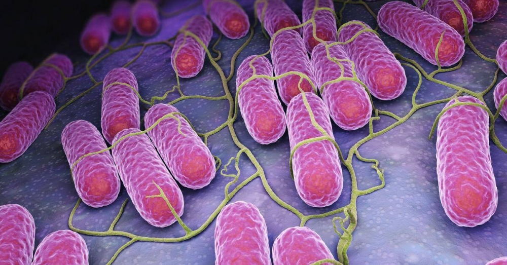 Dấu hiệu nhận biết khi nhiễm vi khuẩn Salmonella - Ảnh 1.