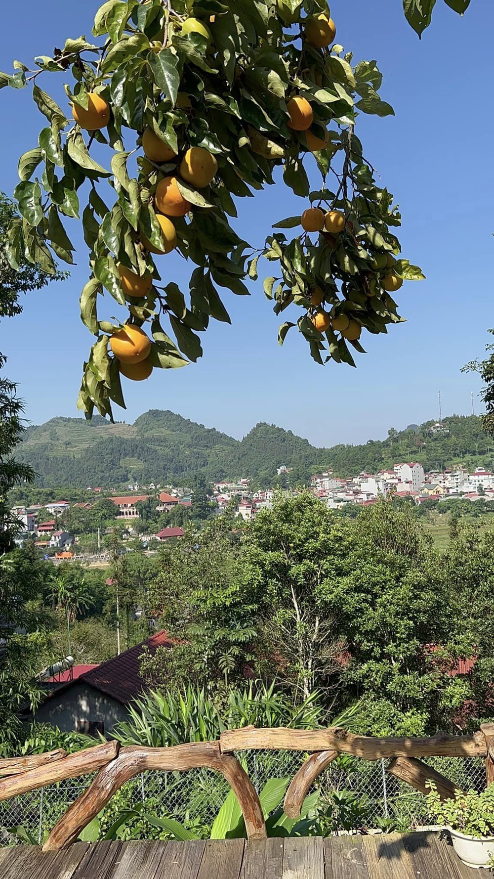 Mùa quả hồng đang vào độ chín, ngoài Mộc Châu còn có nơi chỉ cách Hà Nội 40km - Ảnh 9.