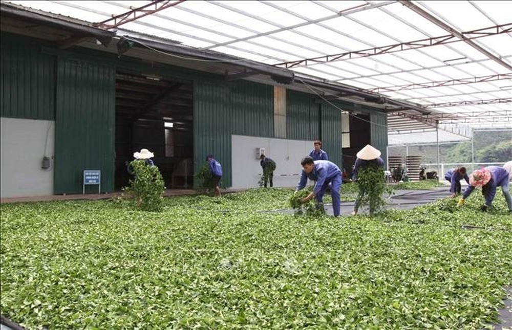 Một sản phẩm đậm chất Việt được quốc gia Trung Đông này cực kỳ mê mẩn: Xuất khẩu tăng hơn 100%, Việt Nam đứng thứ 5 thế giới về diện tích trồng - Ảnh 1.