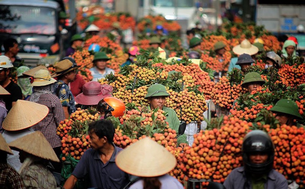 Ruby đỏ của Việt Nam ngon đến mức người Trung Quốc cũng phải tấm tắc khen: Xuất khẩu mỗi năm hàng trăm nghìn tấn, chất lượng tốt nhất thế giới - Ảnh 2.