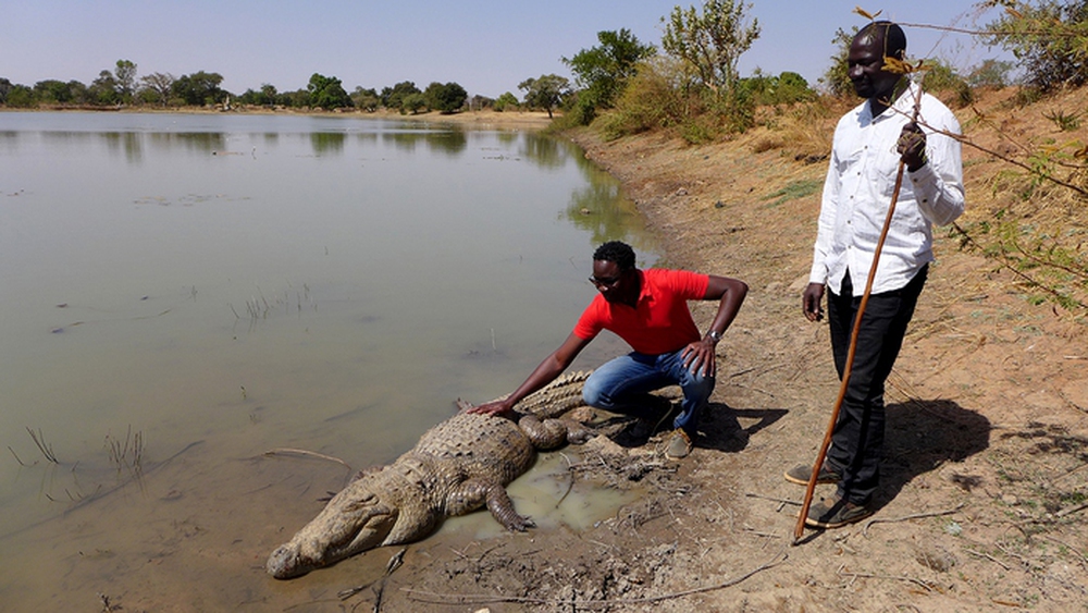 Con người và cá sấu đã chung sống hòa thuận suốt hơn 500 năm qua tại Burkina Faso - Ảnh 4.