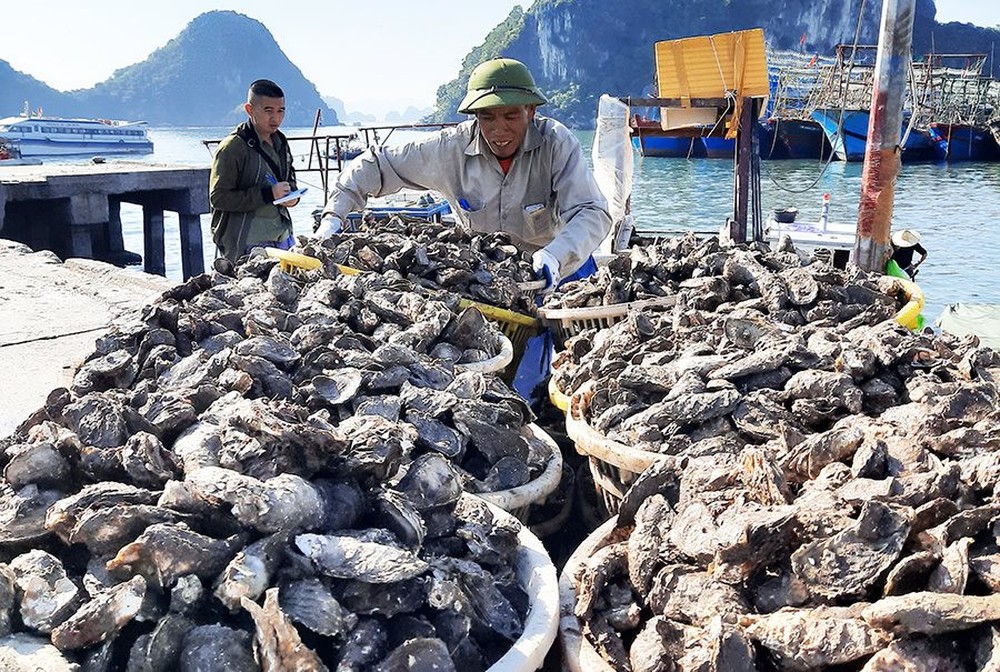 Một loại hải sản quý của Việt Nam được người nước ngoài mê tít: Xuất khẩu tăng gần 100%, bỏ túi 9 triệu USD trong 9 tháng đầu năm - Ảnh 1.