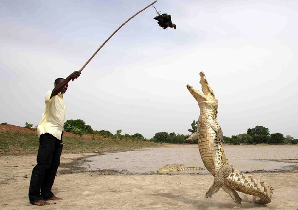 Con người và cá sấu đã chung sống hòa thuận suốt hơn 500 năm qua tại Burkina Faso - Ảnh 3.