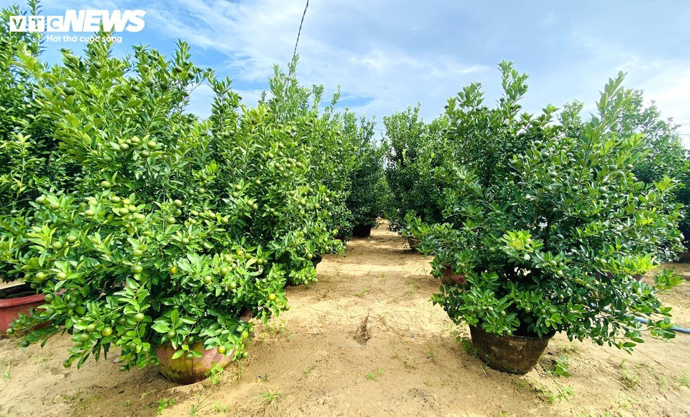 Thương lái chốt cọc sớm, thủ phủ quất cảnh miền Trung khấp khởi vụ Tết bội thu - Ảnh 8.