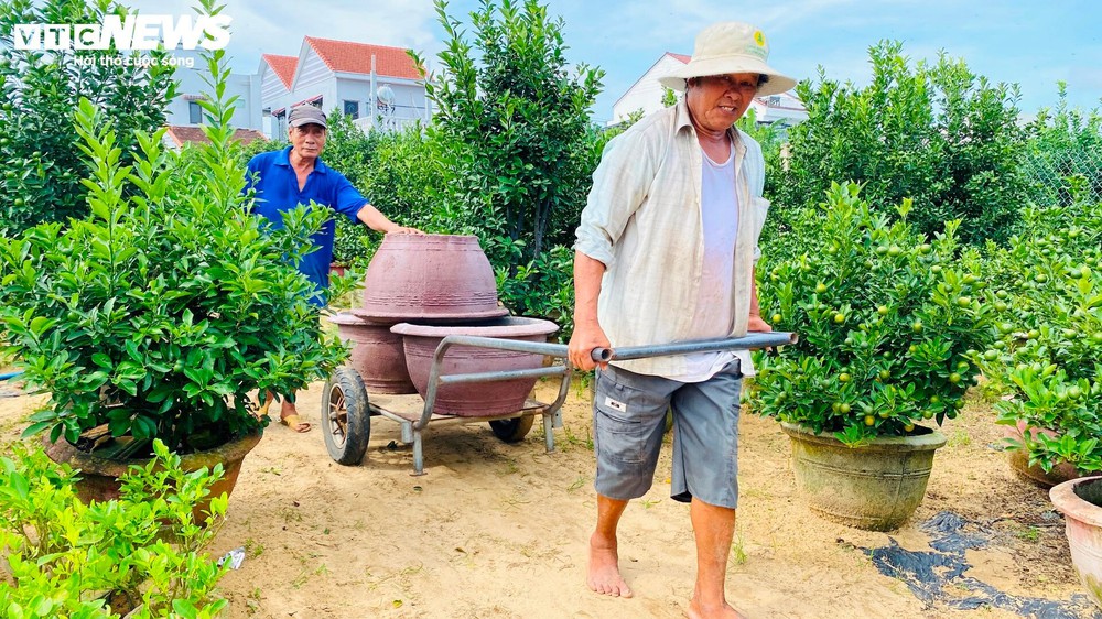 Thương lái chốt cọc sớm, thủ phủ quất cảnh miền Trung khấp khởi vụ Tết bội thu - Ảnh 7.