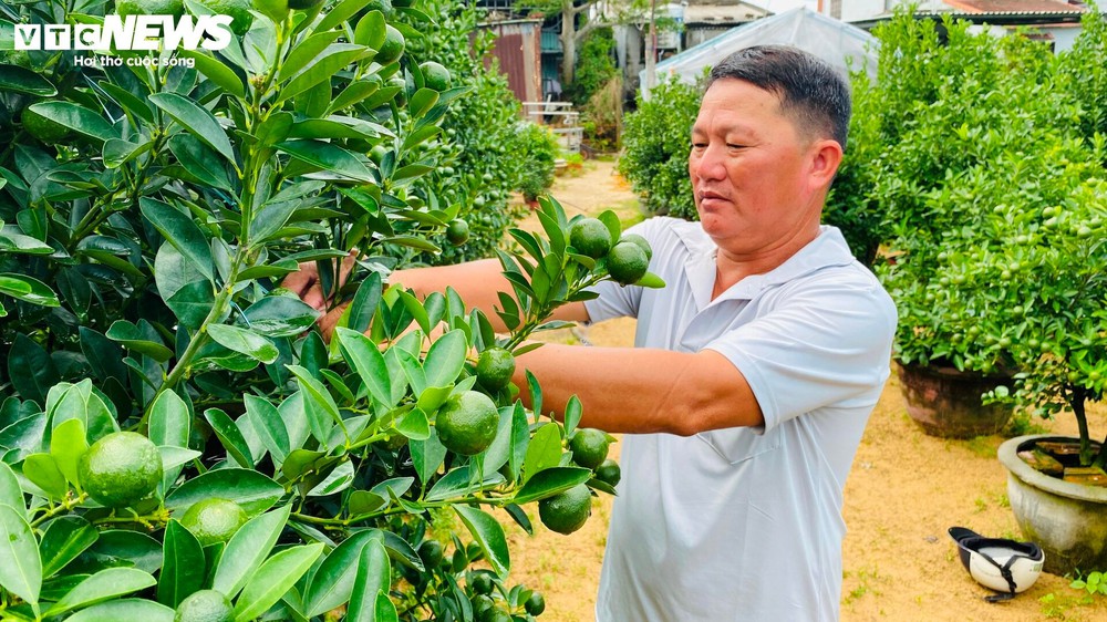 Thương lái chốt cọc sớm, thủ phủ quất cảnh miền Trung khấp khởi vụ Tết bội thu - Ảnh 6.