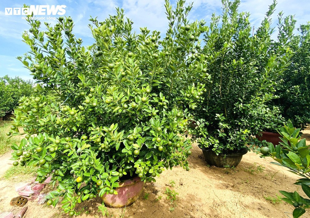 Thương lái chốt cọc sớm, thủ phủ quất cảnh miền Trung khấp khởi vụ Tết bội thu - Ảnh 5.