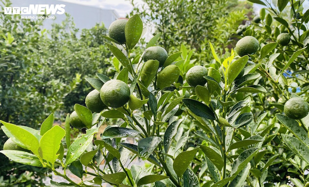 Thương lái chốt cọc sớm, thủ phủ quất cảnh miền Trung khấp khởi vụ Tết bội thu - Ảnh 4.